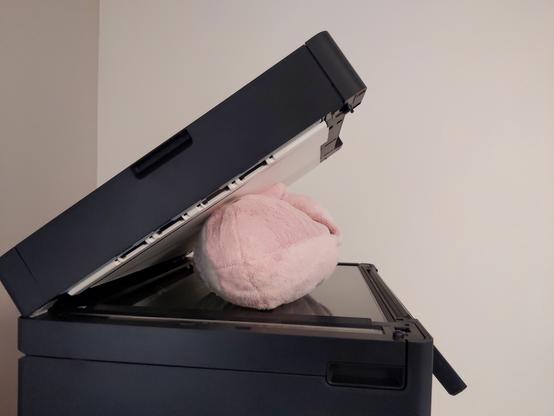 Rosåhaj lying in the flat bed of a multifunctional scanner.