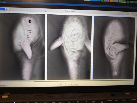 Picture of a laptop showing three scans of Rosåhaj from three sides.