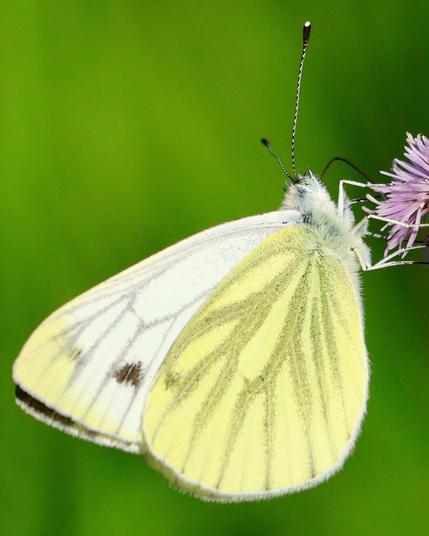 Ein weißer Schmetterling sitzt an einer rosa Distelblüte. Auf seinen geschlossenen Flügeln sind hellgraue Adern zu erkennen, auf dem oberen Flügel sieht man einen schwarzen Punkt.
