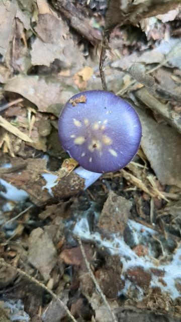 Cortinarius iodes