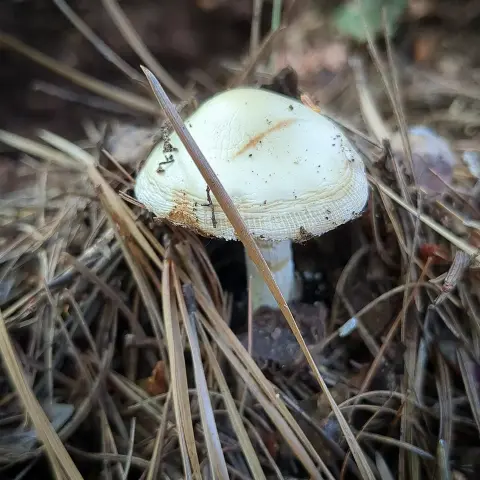 Amanita citrina