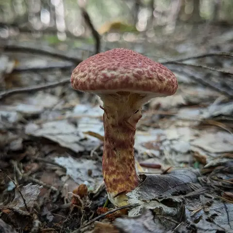 Suillus spraguei