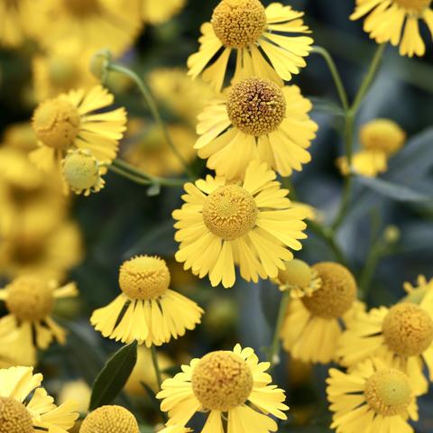 Helenium four focused blooms and many blurred in the background