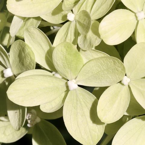 Hydrangea closeup of a cluster, one primary bloom in the picture