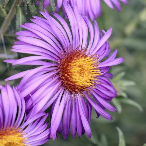 Symphyotrichum an aster, a pleasantly nice aster