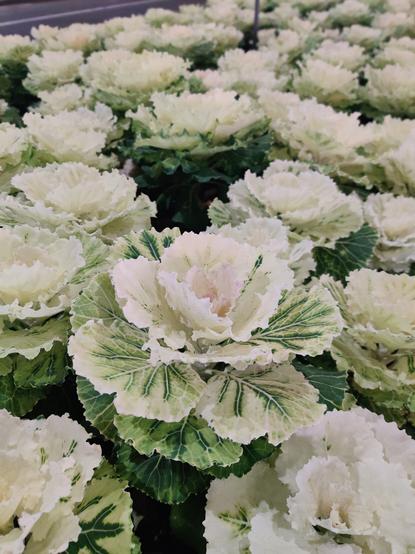 Picture of ornamental kale
Which is a darkish green near the bottom leaves, getting lighter into a near pale white colour and a little bit of very light pink in the middle