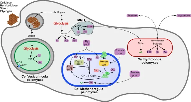 Schematic view of the proposed interaction between the bacterial endosymbionts and P. schiedti