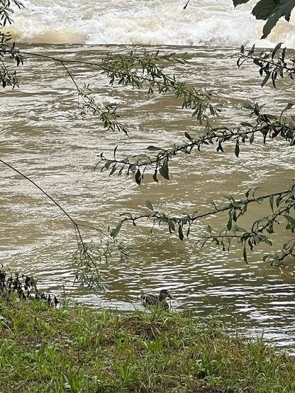 A duck found a quiet place in the raging river (after a lot of rain).