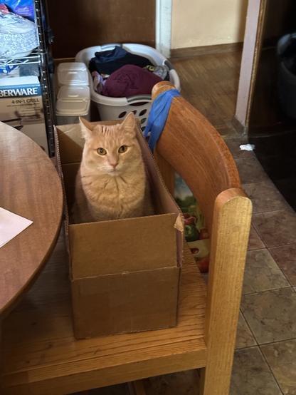 Orange cat in box on chair