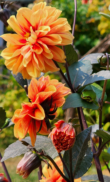 A pacific treefrog sitting on a fiery bloomed black-leaved dahlia.