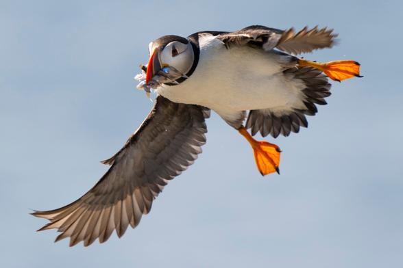 An Atlantic puffin comes in for a landing while bringing in fish to feed its chick