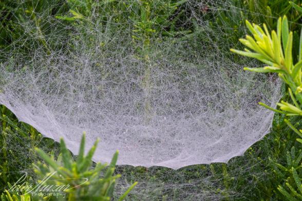 Spider web among the bushes.