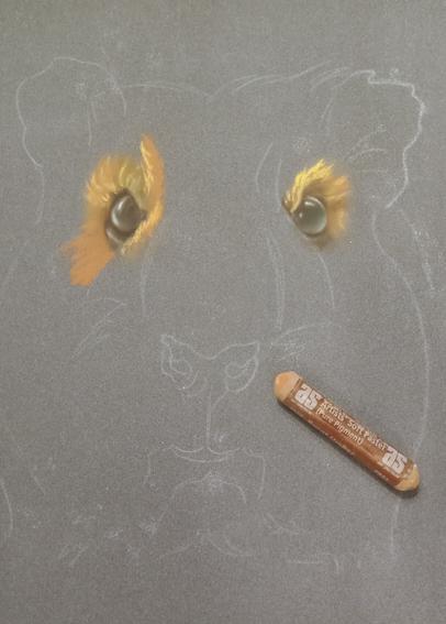 Soft pastel artwork in progress with just the eyes done on a guinea pig portrait on dark blue paper. The animal is viewed from the front and has a bit of gold and rust colored fur around the eyes so far.