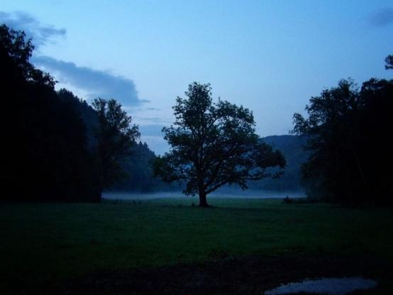a tree in a valley at dusk, fog moving in from behind it