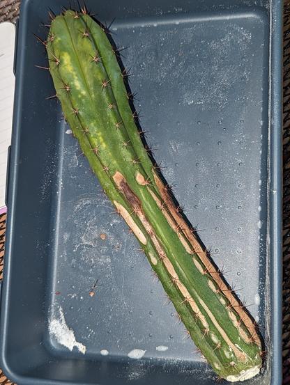Full San Pedro cactus cutting, there are brown stripes of something happening on the bottom