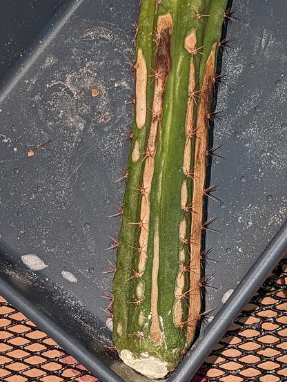 Close up of a San Pedro Cactus cutting, showing long brown stripes along the bottom of the ribs (touching the spines).