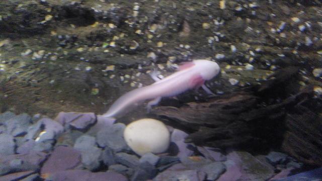 An Axolotl