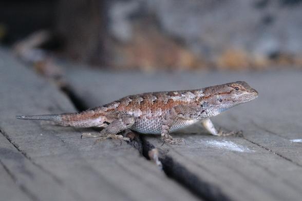 A small lizard on a wooden deck.