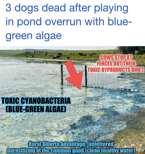Photo of blue green algae with cattle defecting and urinating into the water in background