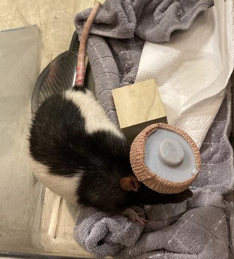 Photo of a Long-Evans rat implanted with a hyperdrive (grey hat surrounded by protective wrap), resting in his sleep box which has some grey towels, white paper and a wooden chewing block