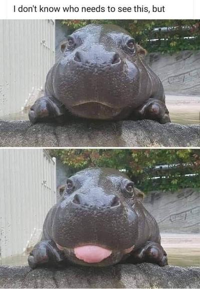 Two photos of a large, sweet-looking baby hippopotamus. In each, the "tiny" hippo is peering at the camera over the side of a pool of water. The photos are nearly identical except the bottom photo shows the hippo sticking its (huge!) tongue out at the viewer. The caption says "I don't know who needs to see this, but..."