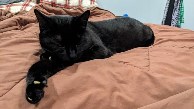 Tobi, a Black cat, stretched out on a bed with one paw folded over a foreleg, as though using it as a pillow