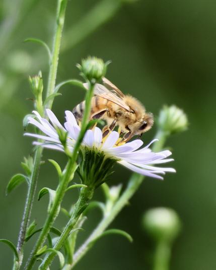 Eine Honig-Biene sitzt auf einer weißen Blüte. Man sieht sie von der Seite, wie sie gerade Pollen sammelt.Im Hintefgrund sieht man weitere, noch geschlossene Knospen.