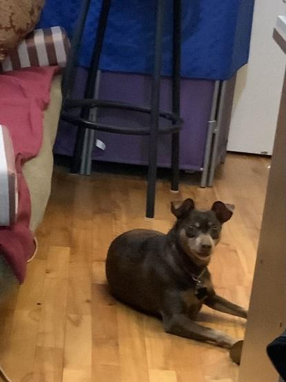 A brown and tan miniature Pinscher looks at the camera from her place on the golden brown hardwood floor