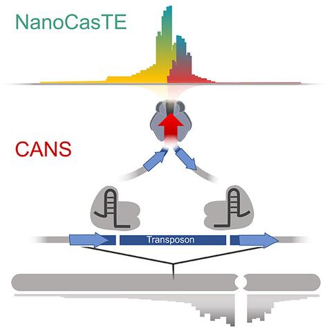 Diagram to illustrate the effectiveness of CANS and NanoCasTE as tools for detecting TEIs and exploring mobilome organization in plants in response to stress and in different genetic backgrounds, as well as screening T-DNA insertion mutants and transgenic plants.