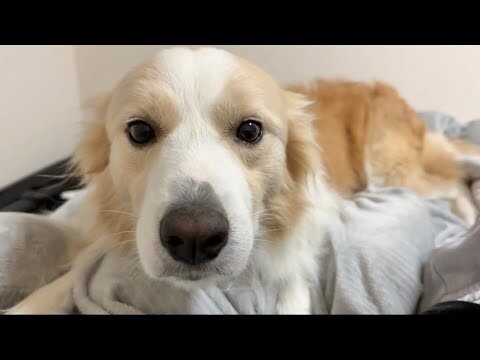 子犬にヤキモチを妬いた先住犬が泣き出しました...【#ゴールデンレトリバー #ボーダーコリー 】