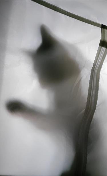 Cat is outside a tent backlit from a window.  The cat is swiping a paw on the tent wall/fabric. It's a ritual this cat does almost daily