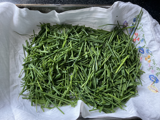 An oven tray, lined with a cotton cloth, on which a pile of vibrantly green chives are sitting. They’ve been snipped into short lengths.