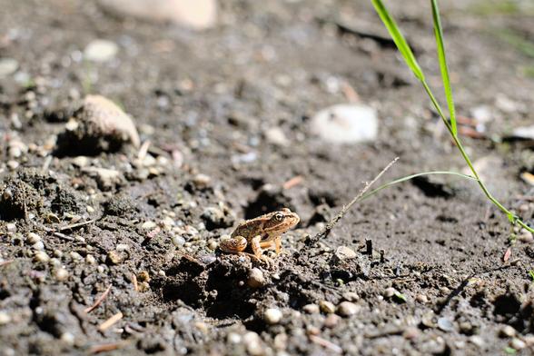 Baby froggy