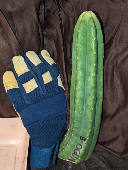 A cutting of a cactus column, about a foot long (glove for scale, I forgot I had a banana). It is a bright green (with a touch of blue) & very tiny spines. At the bottom, written in ink, is "B-OGUN." The tip is white, indicating that it was in dormancy conditions for a while.