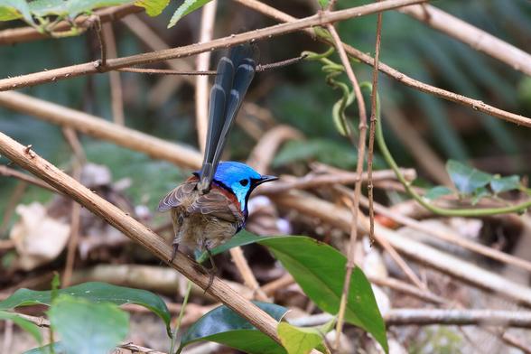 A male Variegated Fairywren, presenting its butt, but looking right so you can see his bright blue head.