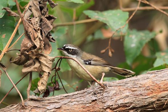 White-browed Scrubwren on a thick branch, investigating some dried up leaves in the hope of finding a snack.