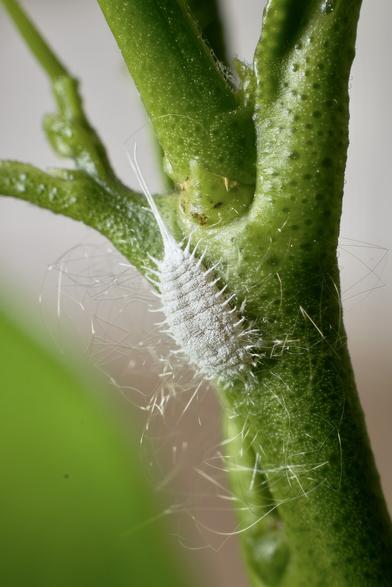 Bug on a plant stem