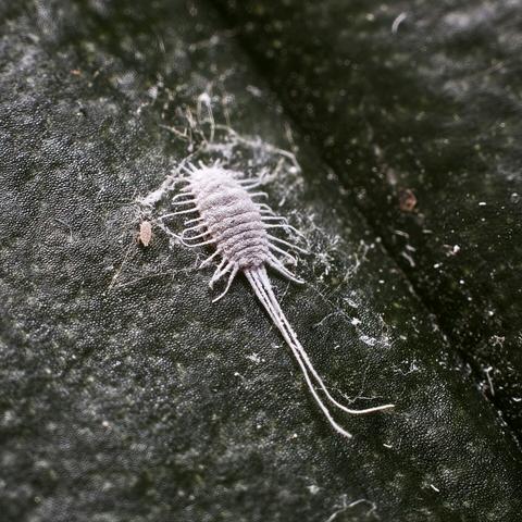 Bug on a leaf