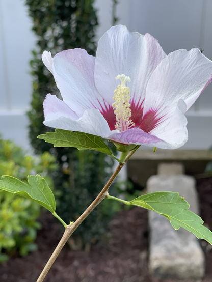 White and red hibiscus flower with green leaves.