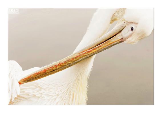 DE: Vor einem sehr hellen Hintergrund ist als Ausschnitt ein noch hellerer Pelikan zu sehen. Abgebildet sind nur der obere Teil des Körpers mit dem Ansatz eines Flügels, der lange Hals und der Kopf mit dem langen Schnabel. Der Bildaufbau ist nahezu diagonal vom linken unteren Bildrand (Körper) zum rechten oberen Bildrand (Kopf). Der lange Hals teilt das Bild beinahe diagonal symmetrisch. Der Kopf ist nach unten geneigt und schaut zum unteren linken Bildrand, wodurch der Schnabel das Bild wiederum diagonal in gleicher Richtung schneidet.
EN: An even brighter pelican is shown as a detail against a very bright background. Only the upper part of the body with the base of a wing, the long neck and the head with the long beak are shown. The composition of the picture is almost diagonal from the lower left edge of the picture (body) to the upper right edge (head). The long neck divides the picture almost diagonally symmetrically. The head is tilted downwards and looks towards the lower left edge of the picture, whereby the beak again cuts the picture diagonally in the same direction.