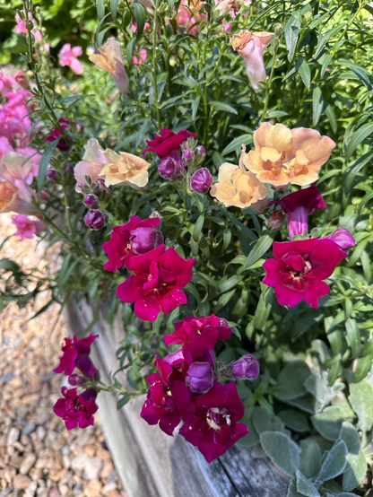 A garden bed of different coloured edible flowers