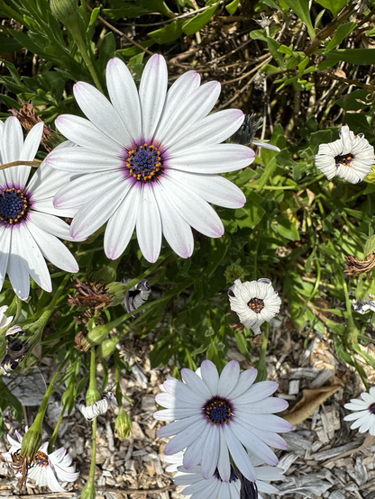 White daisies with dark blue centres