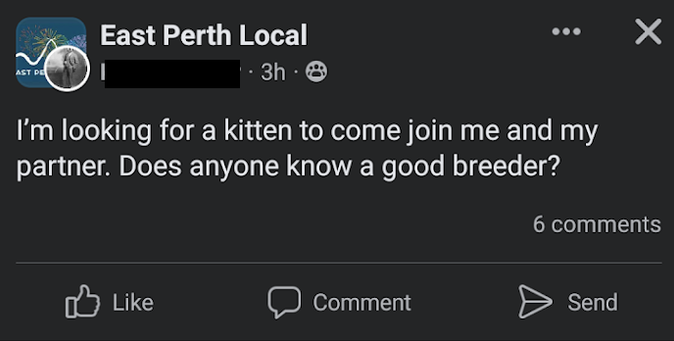 A Facebook post in East Perth Local that says:
"I'm looking for a kitten to come join me and my partner. Does anyone know a good breeder?"