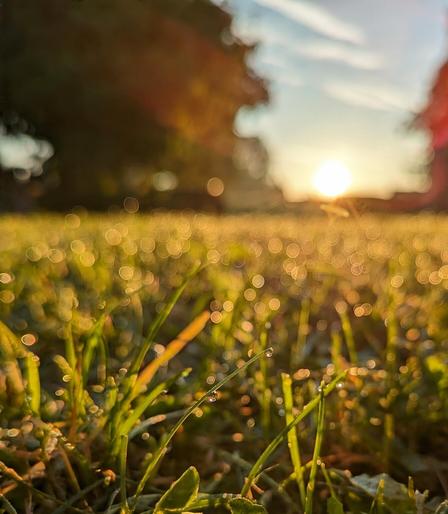 ein paar scharfe Tautropfen an Grashalmen und viele unscharfe Tautropfen vor einem hellen Sonnenball im Hintergrund