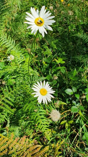 Marguerite avec une mouche butineuse dans un champs à proximité du Sancy en Auvergne.