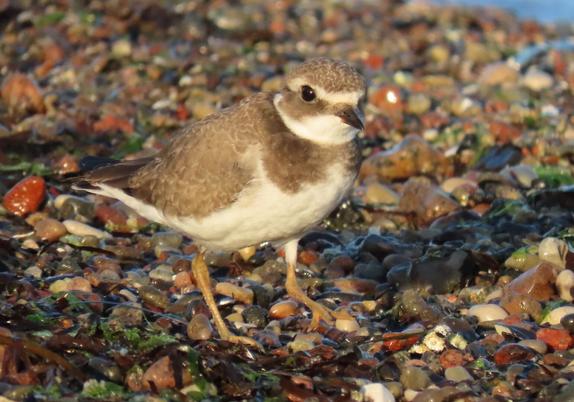 Junger Sandregenpfeifer in der Morgensonne am mit kleinen Kieseln übersäten Strand.

Juvenile great ringed plover in the morning sun at a beach.