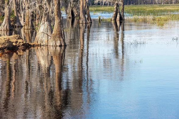 Cypress trees line the shore of the root-beer-coloured water of Lake Louisa in the state park of the same name near Orlando, Florida.
