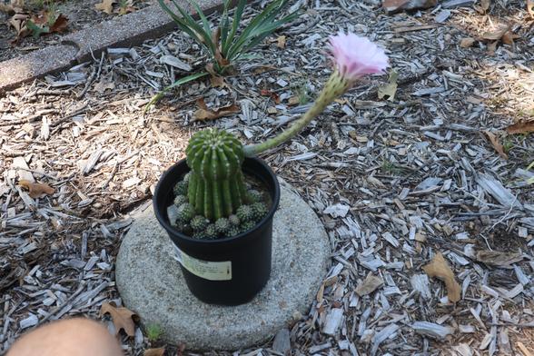 A small potted cactus. It has a long stem with a large pink flower at the end.