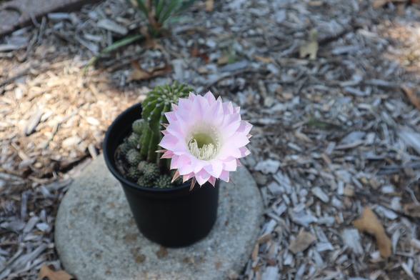From view of the flower. It is pink with many petals, and there are yellow threads in the center.