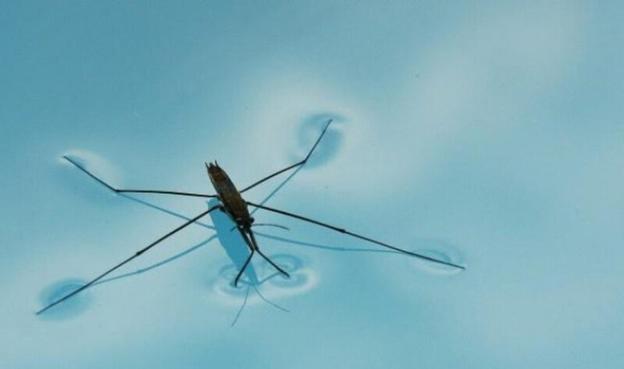 A water strider - an insect living on water surface